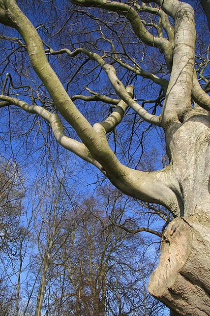 A Tweedside beech tree