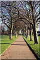 Tree-lined path in Devonport Park