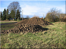 TL4884 : Harvested sugar beet in Coveney Byall Fen, Cambs by Rodney Burton