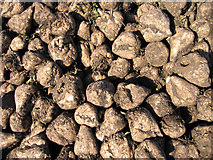 TL4884 : Harvested sugar beet detail by Rodney Burton