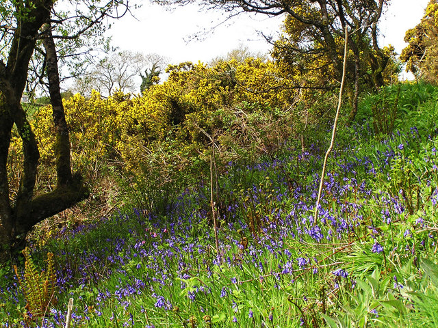 Bluebells and Gorse, Fordmill Farm