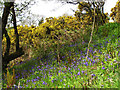 Bluebells and Gorse, Fordmill Farm