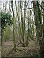 View into Long Plantation from footpath