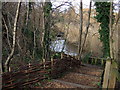 Pond and reedbed at Camley Street