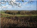 Moor Copse from near Christmas Close