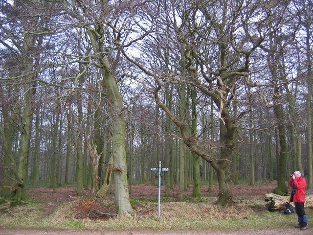 Hendale Wood