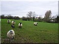 Sheep near Gun Bridge