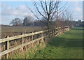 Footpath near Coddenham