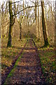 SU0522 : Footpath through woods, Reddish Gore by Jim Champion