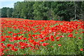 Poppies by the M54