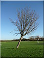 Leaning tree at Tetsworth playing field