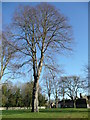 Fine specimen tree on Bletchingdon village green