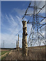 SE9832 : Dead tree trio near Rowley by Paul Harrop