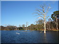 SK6375 : Clumber Park - Lake with Dead Trees by Alan Heardman