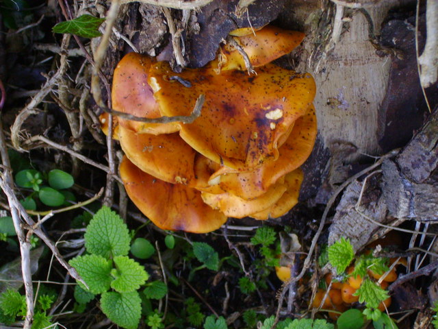 Barton Stacey - Fungi