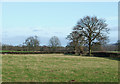 Grazing Land by Holdgate Farm, Shropshire