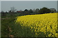 Oil-seed Rape in bloom near Eyton-on-Severn