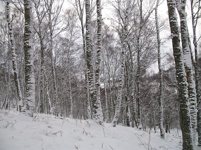 Birch woods, Kinloch Rannoch