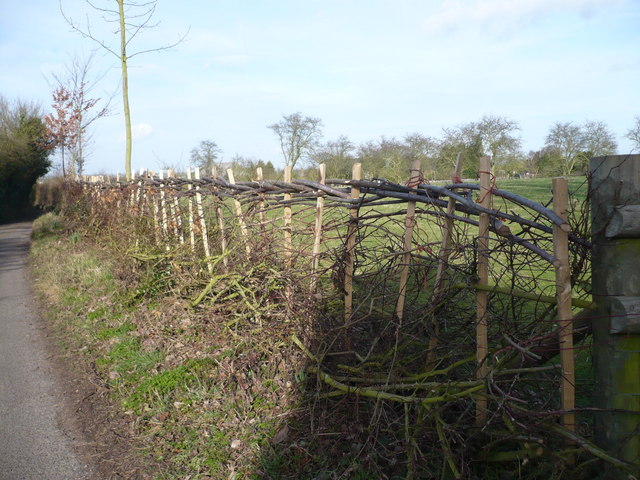 Hedge near the junction of Cellar Hill with Lynsted Lane