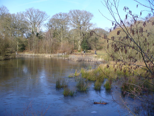 Pond on Great Bookham Common