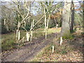 Bridleway on Great Bookham Common