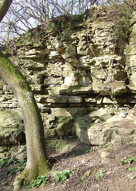 Limestone Exposure near Munslow, Shropshire
