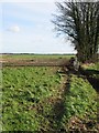 Field boundary adjacent to the road to Elvington