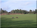 Horses in a field