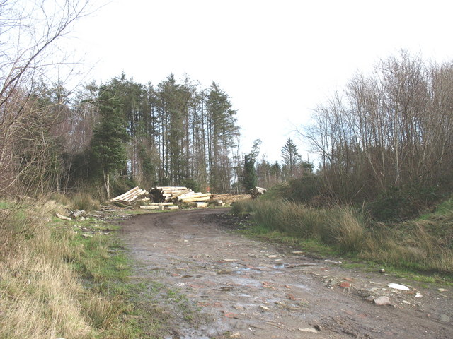 Logging at Coedyfrochas