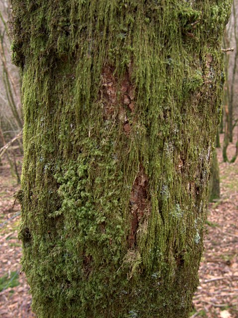 Moss cover on birch tree