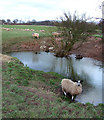 SO5382 : Pool in Sheep Field, Sutton Hill, Shropshire by Roger  D Kidd