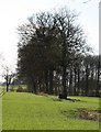 Trees along old hedgeline