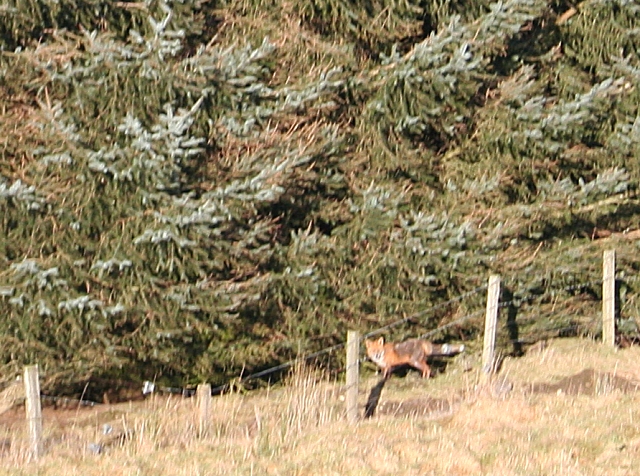 Fox by the Forest Edge