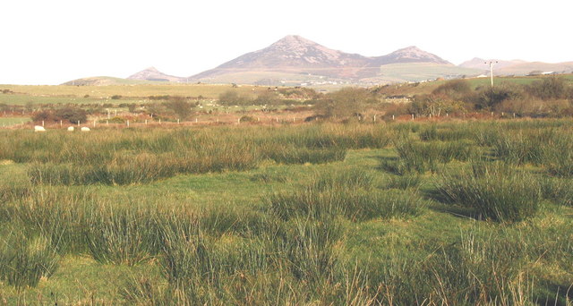 View NE across a riverine wetland between Castell Bach and Cerniog Isaf