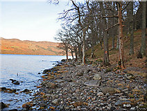 NN6423 : Southern shore of Loch Earn near Creagan Breac by Dr Richard Murray