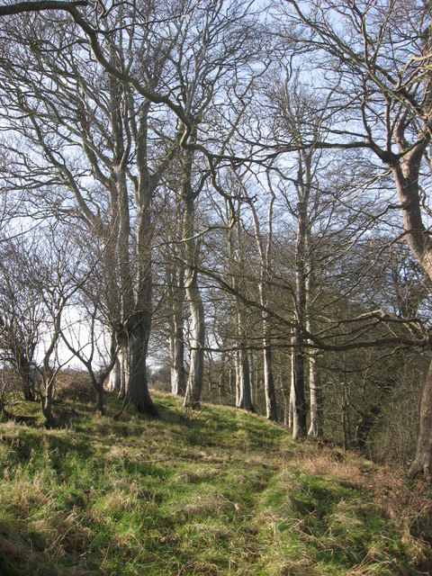 Beech trees at Corballis
