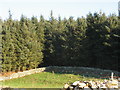 Field/woodland boundary near east of Tan-gwydd-dderwen