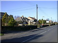 Pampas grass on Rampton Road