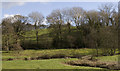 River Parrett and Broom Croft Copse.