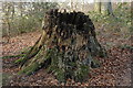 SP1642 : Tree stump, Baker's Hill by Philip Halling
