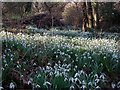 Snowdrop carpet