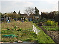 Stanstead Road Allotments Plot 41 2007