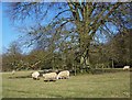 Sheep in Rushmoor Park