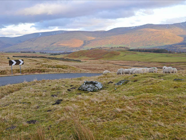 Sheep near the unfenced road to Ben Lawers
