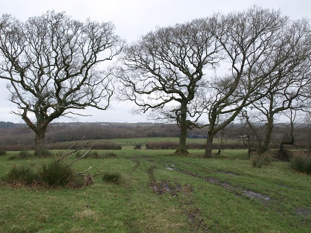 Trees near Langdon
