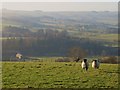 Pastures below Housty