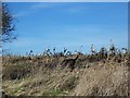 Remains of game crop near Fifield Bavant