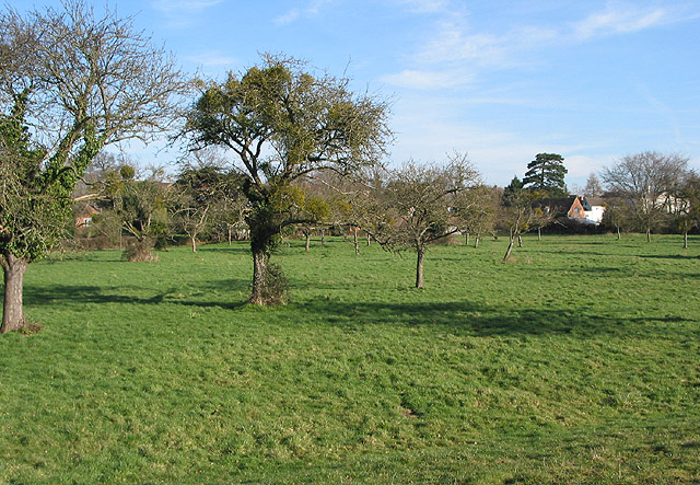 Small orchard next to St. Peter's Church, Minsterworth