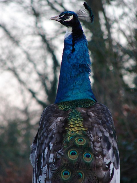 Peacock at Little Cawthorpe