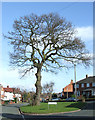 Oak Tree (winter) on Royal Estate, Penn, Wolverhampton